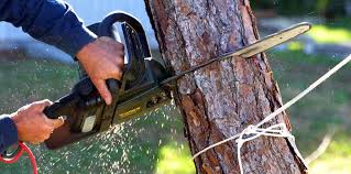 Best Tree Risk Assessment  in Mountain View, AR